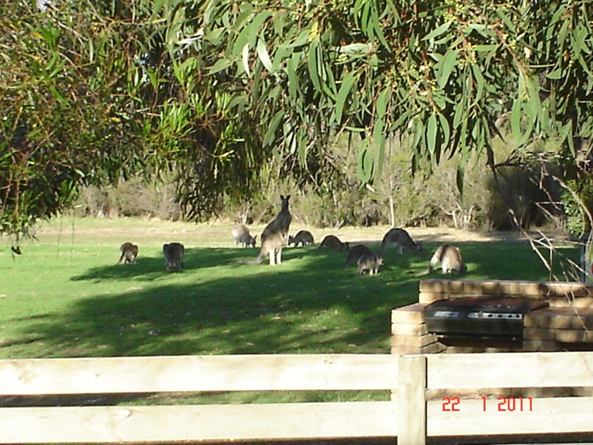Mountain View Motor Inn & Holiday Lodges Halls Gap Eksteriør billede