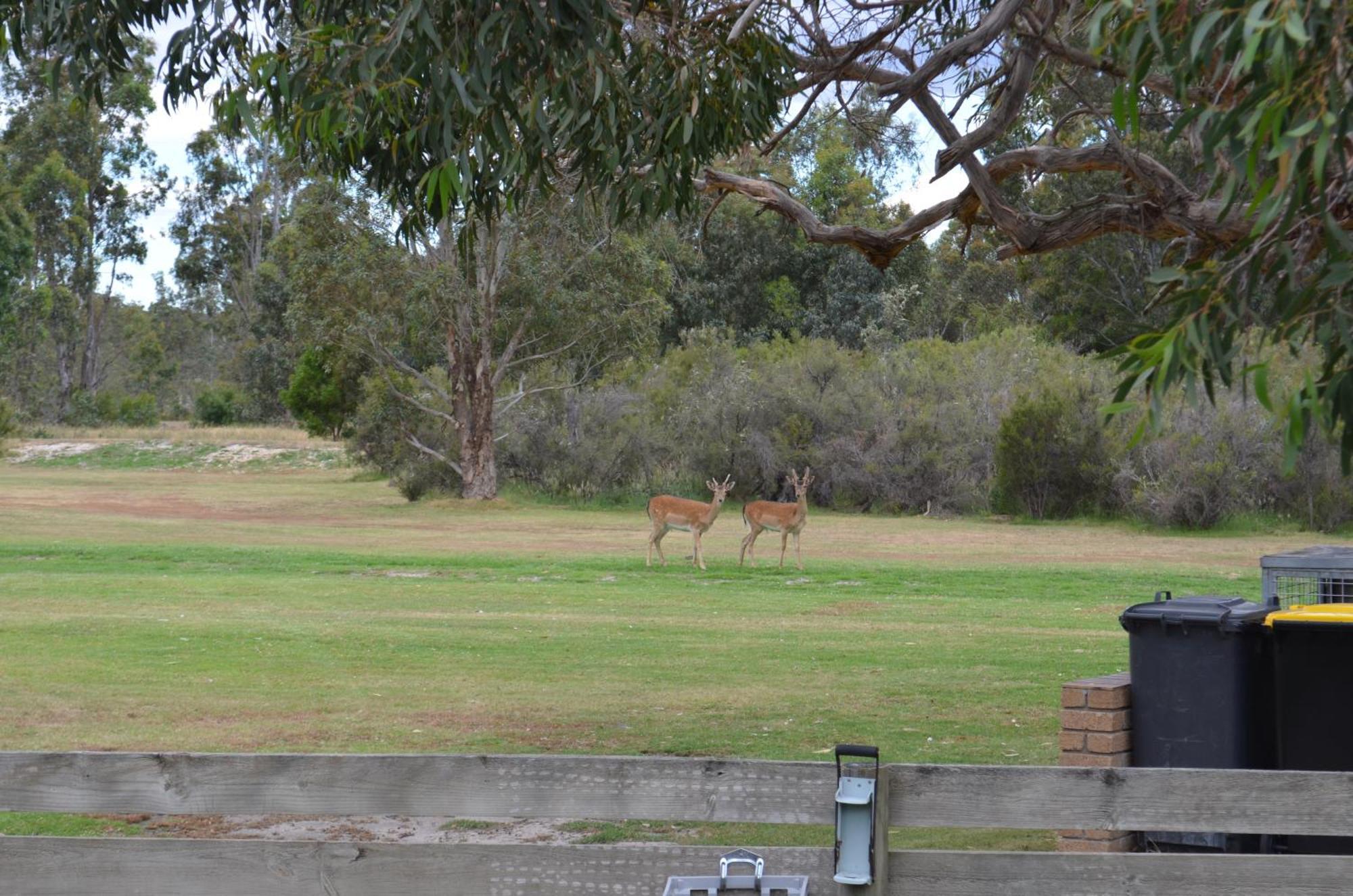 Mountain View Motor Inn & Holiday Lodges Halls Gap Eksteriør billede