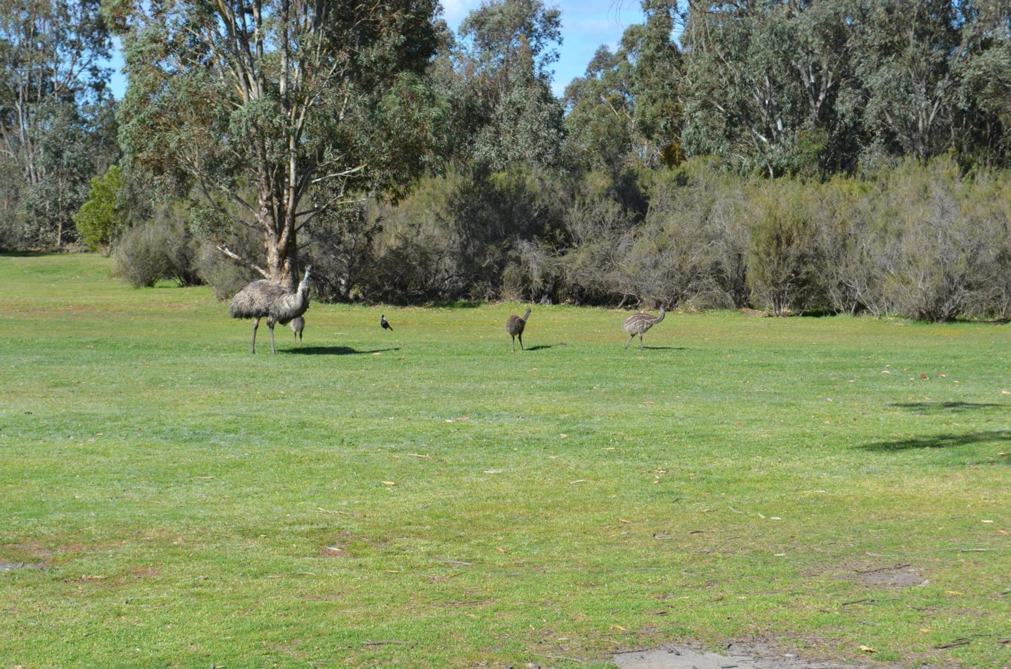 Mountain View Motor Inn & Holiday Lodges Halls Gap Eksteriør billede